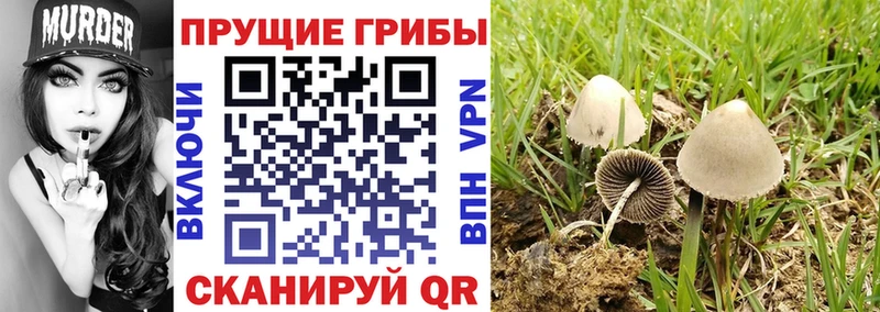 Псилоцибиновые грибы Psilocybine cubensis  Дербент 